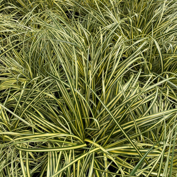 Carex Everoro has green and yellow foliage