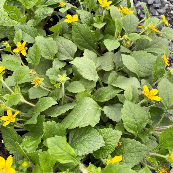 Chrysogonum Allen Bush has yellow flowers