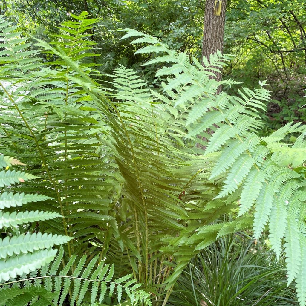 Osmunda cinnamomea (Cinnamon Fern) - Cavano's Perennials