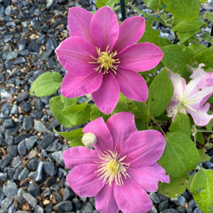 Clematis Alaina has pink flowers