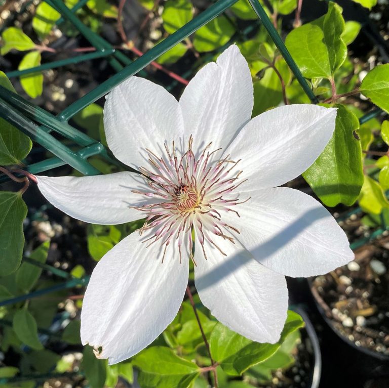 Clematis ‘Henryi’ Cavano's Perennials