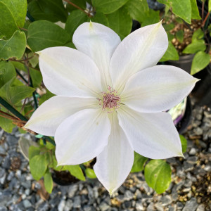 Clematis Henryi has white flowers