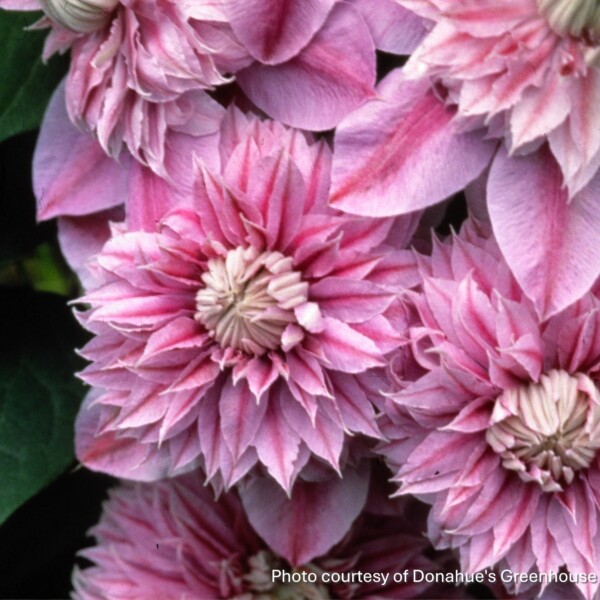 Clematis x Regal® Josephine™ 'Evijohill'