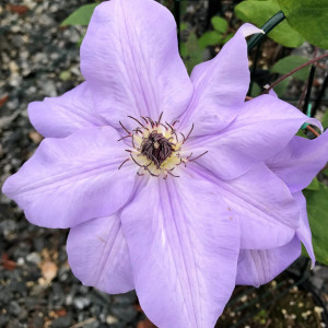 Clematis Ramona has blue flowers