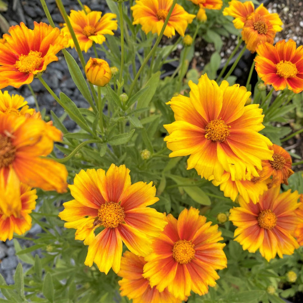 Coreopsis Darling Clementine has yellow and red flowers