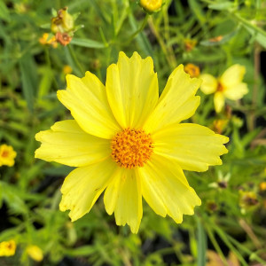 Coreopsis Full Moon has yellow flowers