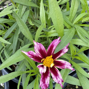 Coreopsis Starlight has white and burgundy flower