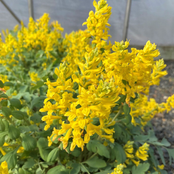 Corydalis Carnary Feathers has yellow flowers