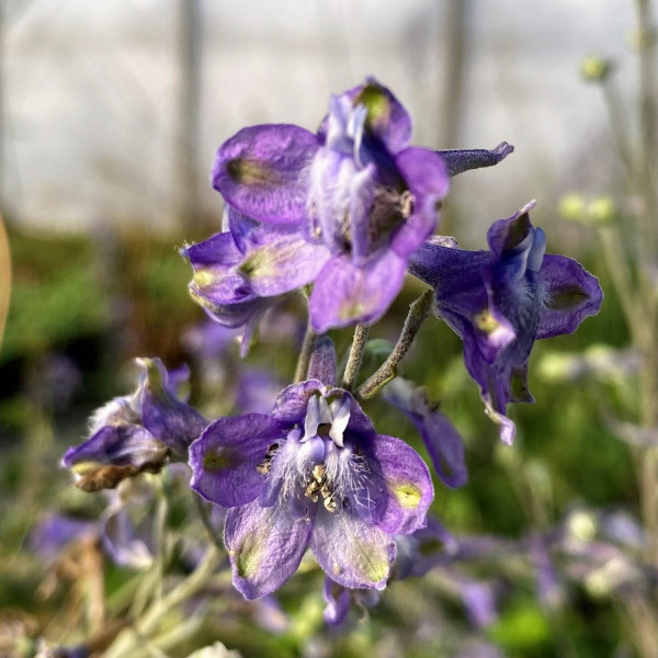 Delphinium exaltalam has purple flowers