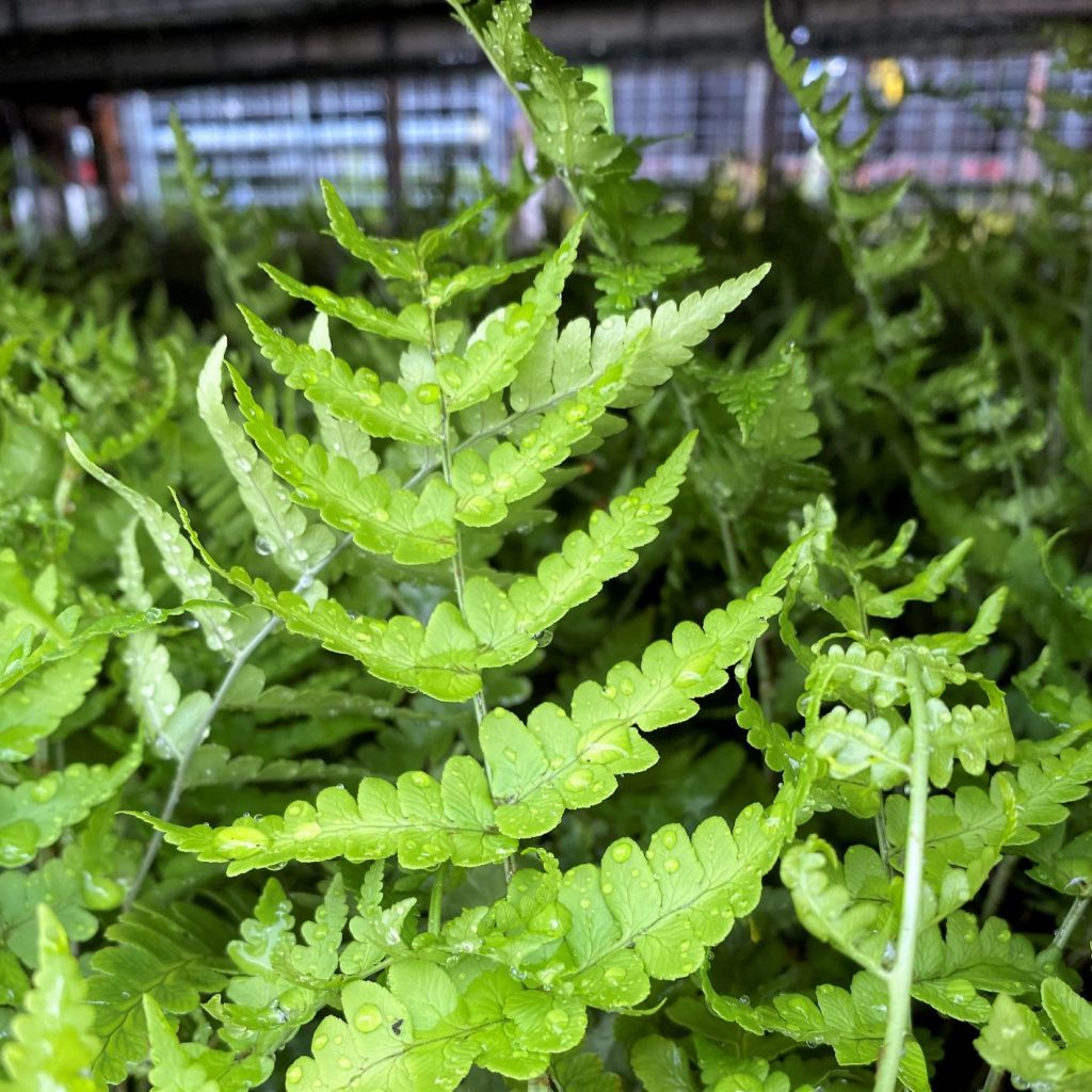 Dryopteris marginalis (Leatherwood Fern) - Cavano's Perennials