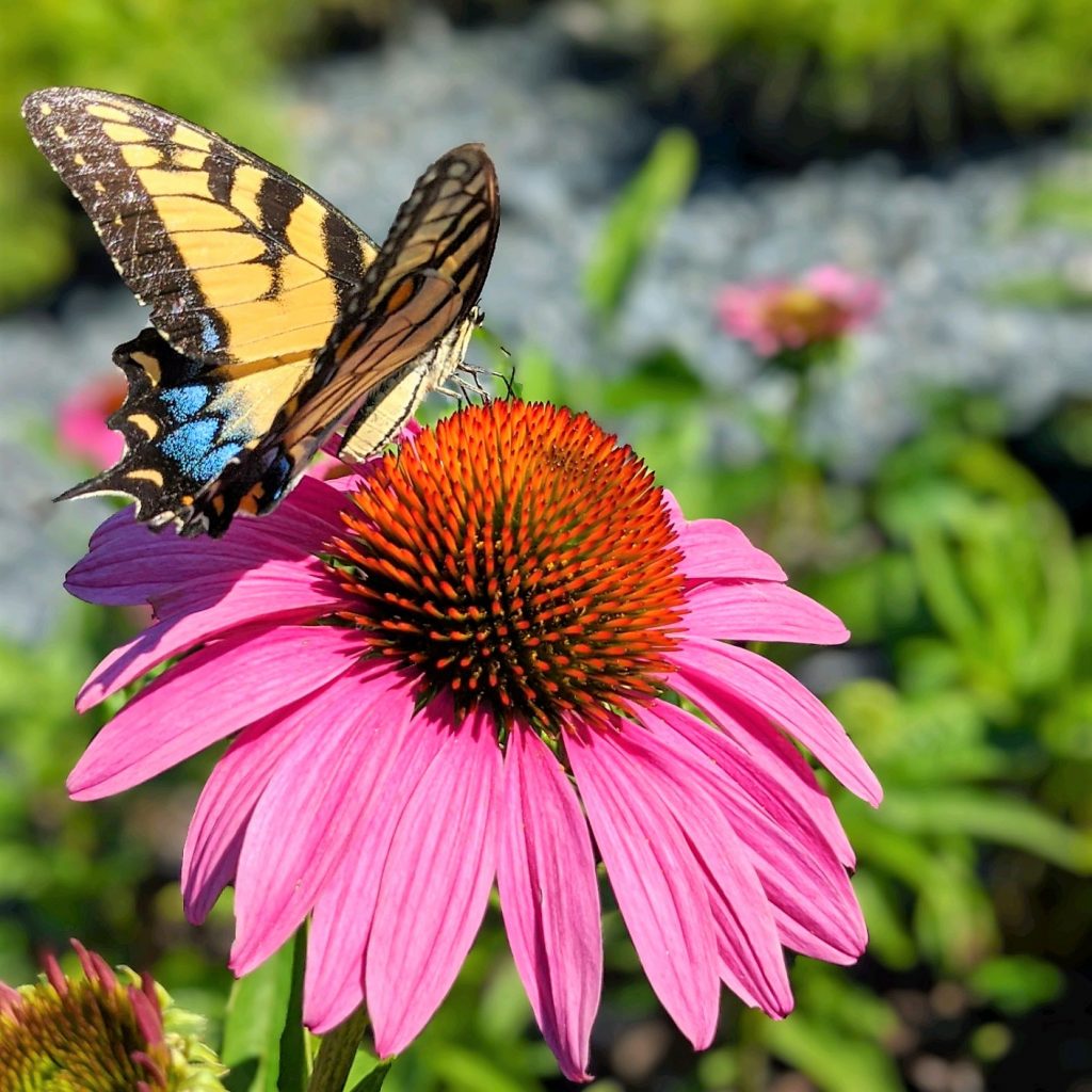 Echinacea ‘Ruby Star’ (Coneflower) - Cavano's Perennials