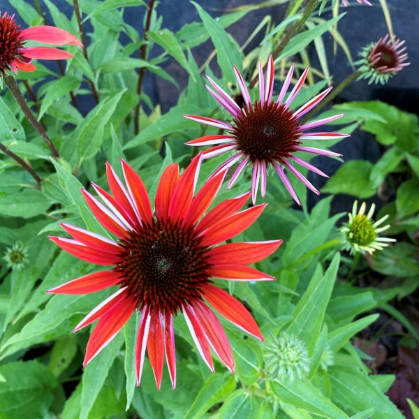 Echinacea Tomato Soup has red flowers