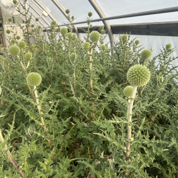 Echinops sphaerocephalus 'Arctic Glow' (Globe Thistle) - Image 2