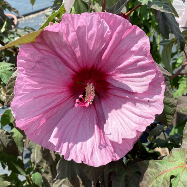 Hibiscus Berry Awesome has pink flowers