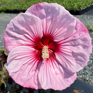 Hibiscus Cherry Choco Latte has pink flowers