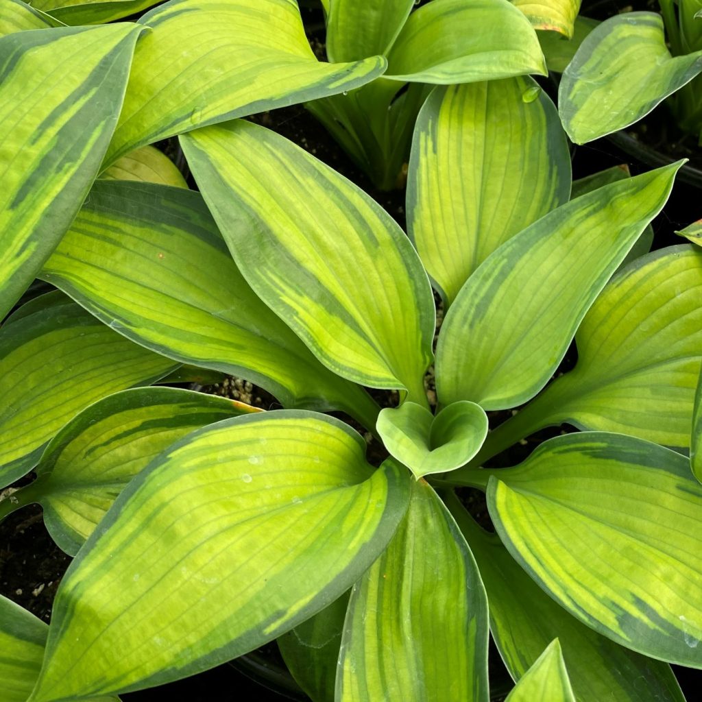 Hosta ‘Paradigm’ - Cavano's Perennials