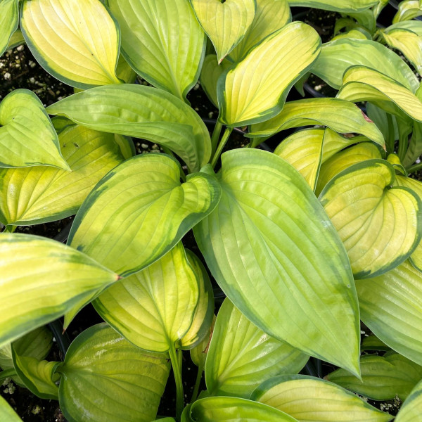 Hosta Stained Glass has yellow and green foliage