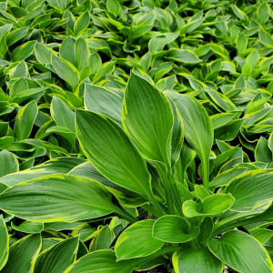 Hosta montana Aureomarginata has green and gold foliage