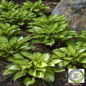 Hosta 'Island Breeze' PP27,151