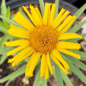 Inula Compacta has yellow flowers