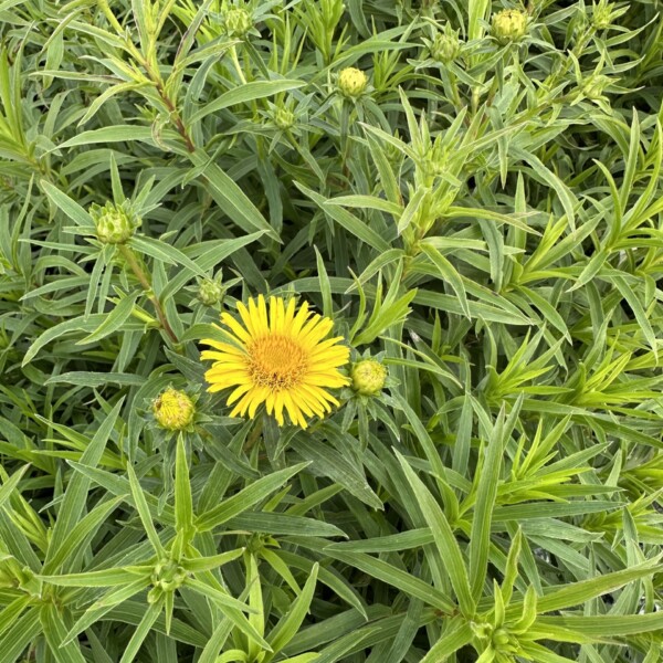 Inula ensifolia 'Compacta' (Swordleaf Inula) - Image 2