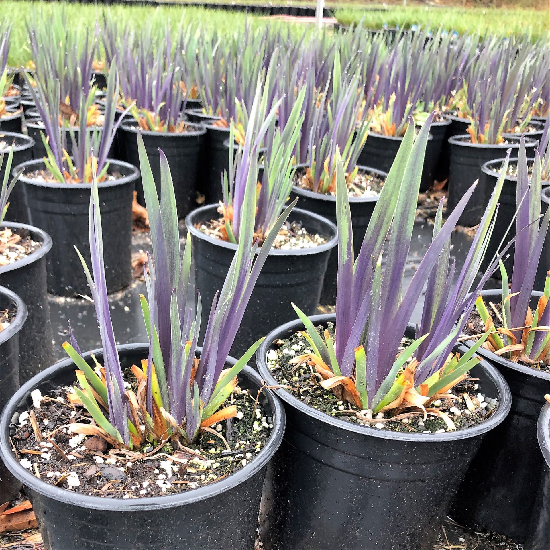 Iris versicolor ‘Purple Flame’ (Blueflag Iris) - Cavano's Perennials