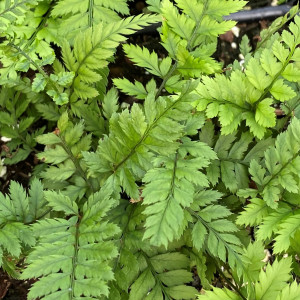 Korean Rock Fern has green leaves