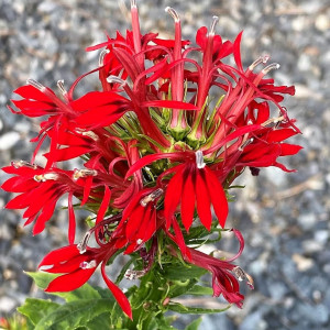 Lobelia cardinalis has red flowers