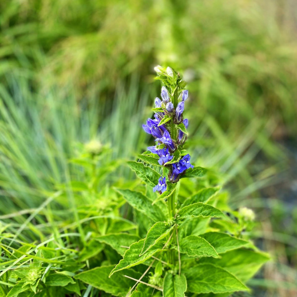 Lobelia siphilitca has blue flowers