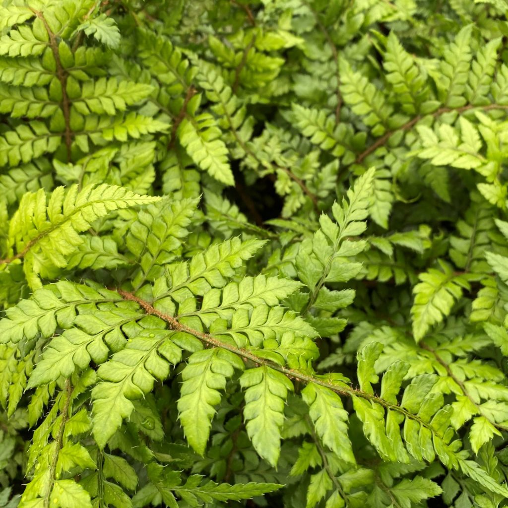 Polystichum Makinoi (makinoi Holly Fern) - Cavano's Perennials