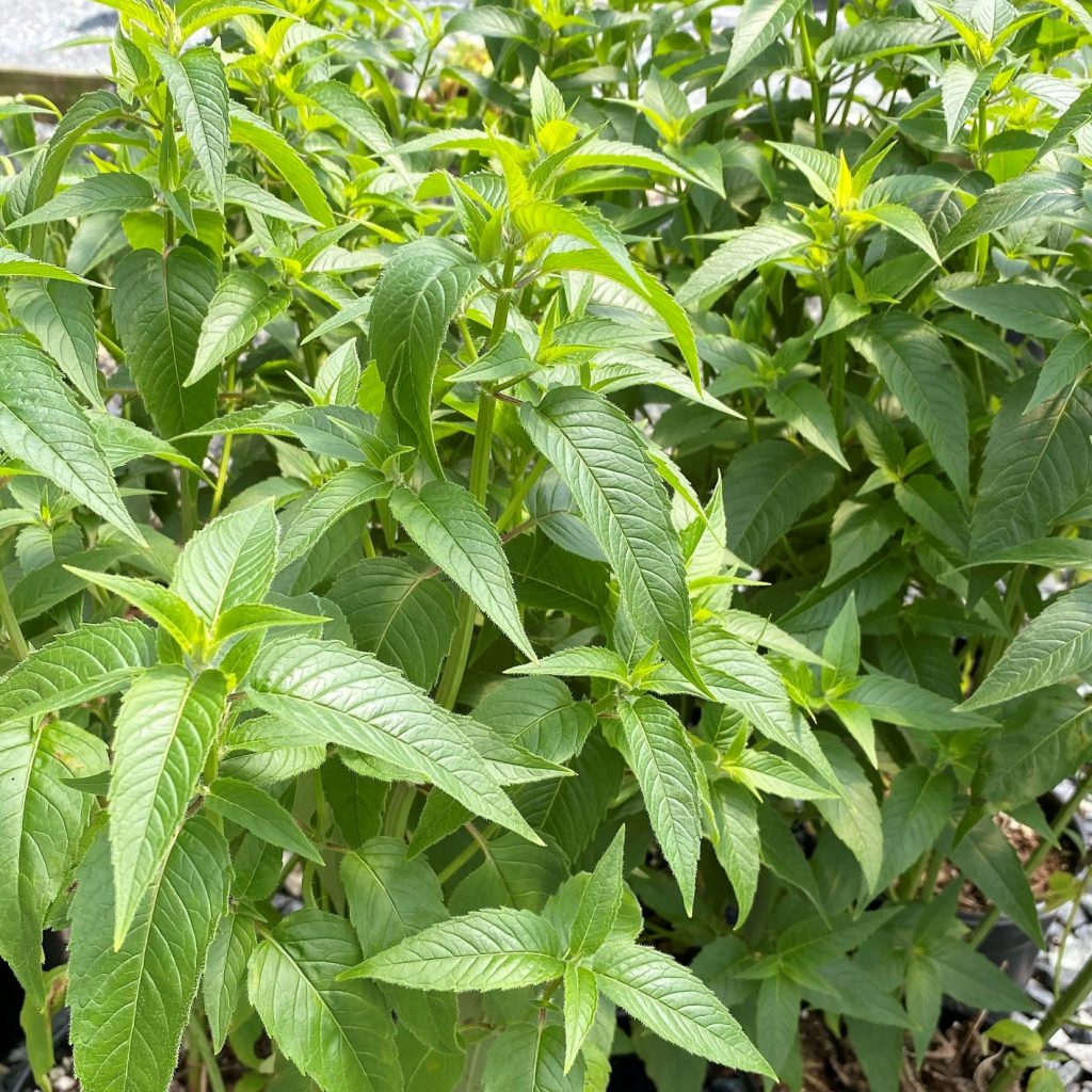 Monarda fis. ‘Claire Grace’ (Beebalm) - Cavano's Perennials