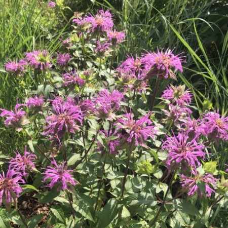 Monarda fis. ‘Claire Grace’ (Beebalm) - Cavano's Perennials