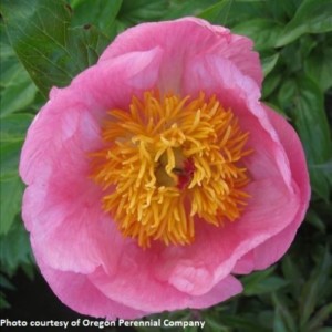 Peony Roselette