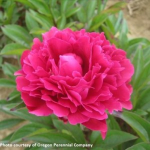 Peony Shawnee Chief