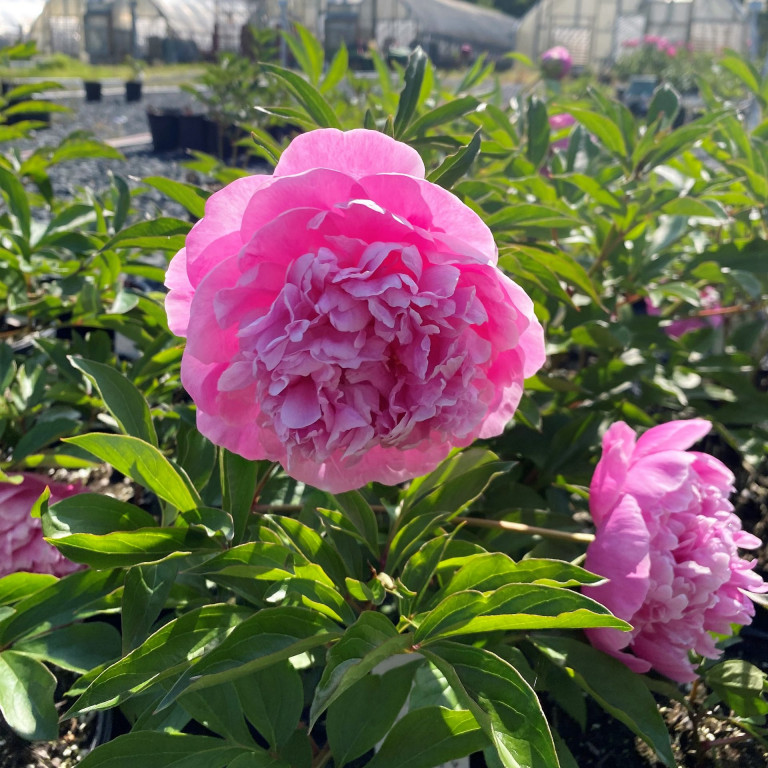 Paeonia ‘Dr. Alex Fleming’ (Garden Peony) - Cavano's Perennials