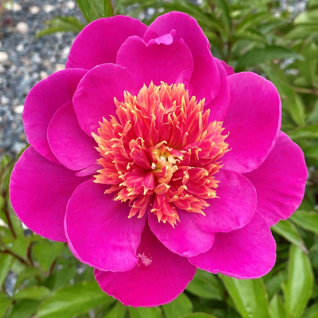 Paeonia lac. ‘Leslie Peck’ (Peony) - Cavano's Perennials