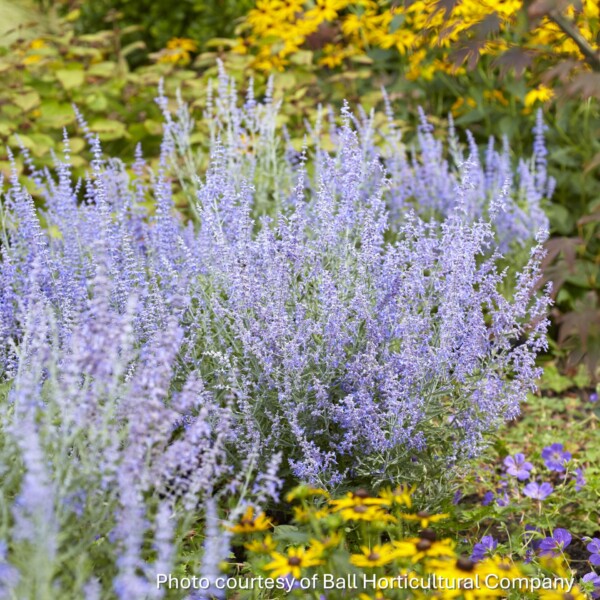 Perovskia atriplicifolia Lacey Blue 'Lisslett' (Russian Sage)