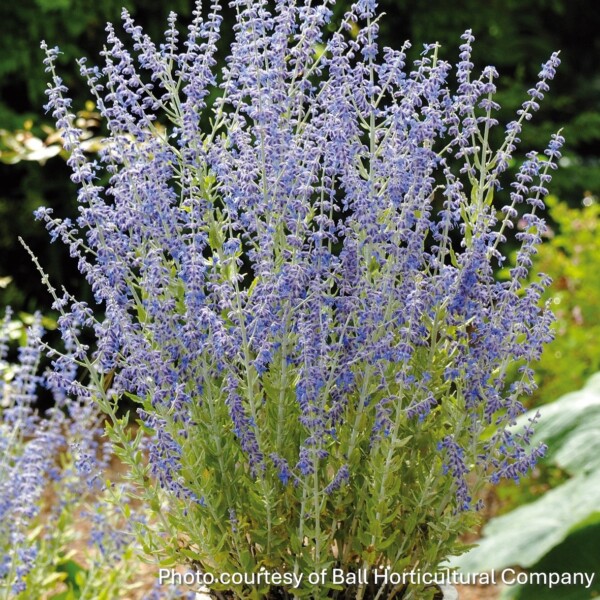 Perovskia atriplicifolia 'Little Spire' (Russian Sage)