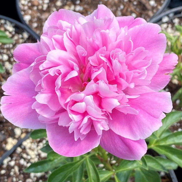 Paeonia Bouquet Perfect has pink flowers