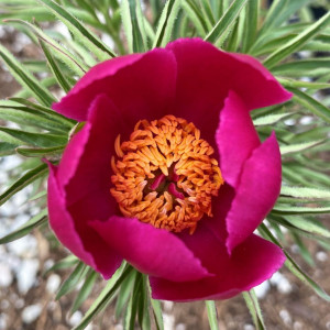 Paeonia Early Scout has red flowers