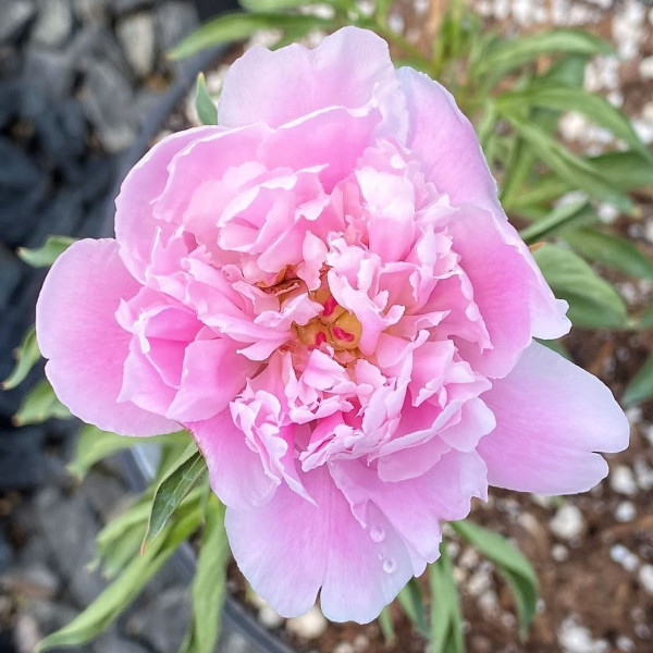 Paeonia Edulis Superba has pink flowers