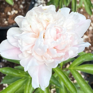 Paeonia Lauren has light pink flowers