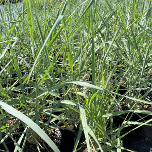 Panicum Dewey Blue has blue foliage