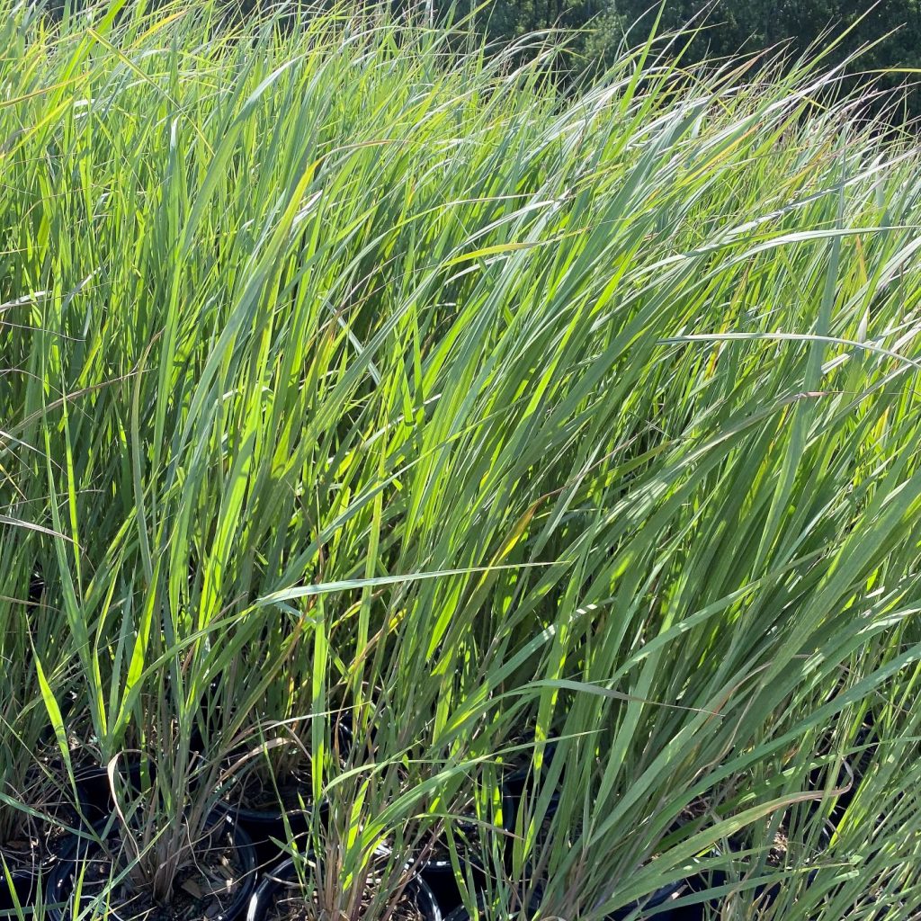 Panicum virgatum ‘Northwind’ (Switch Grass) Cavano's Perennials