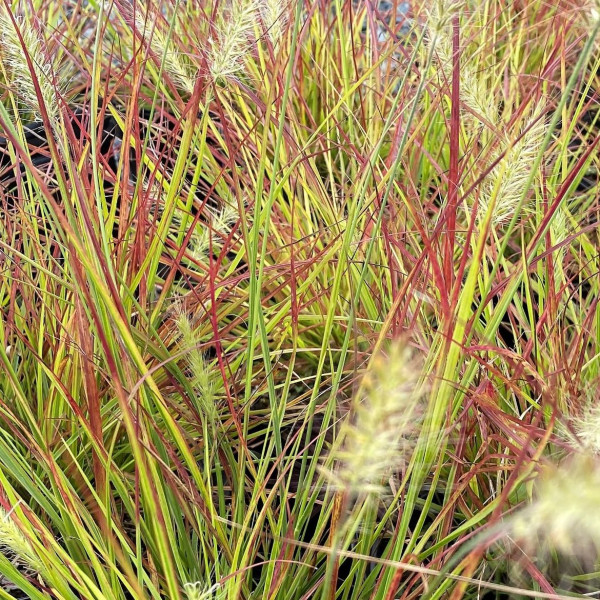 Pennisteum Burgundy Bunny has green and red foliage