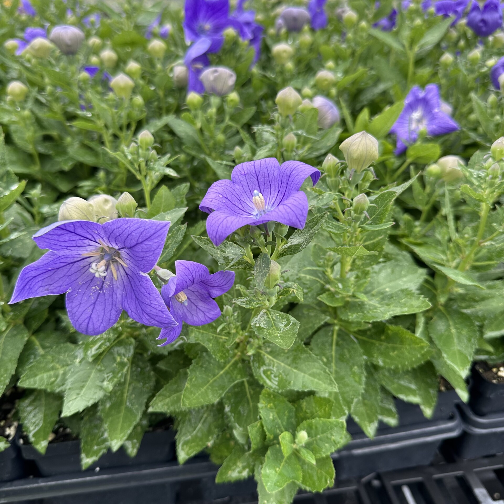 Platycodon grandiflorus 'Sentimental Blue' (Balloon Flower)