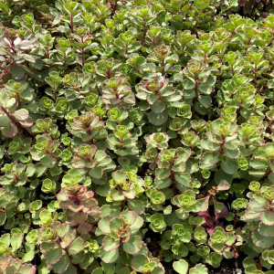 Sedum Red Carpet has red flowers