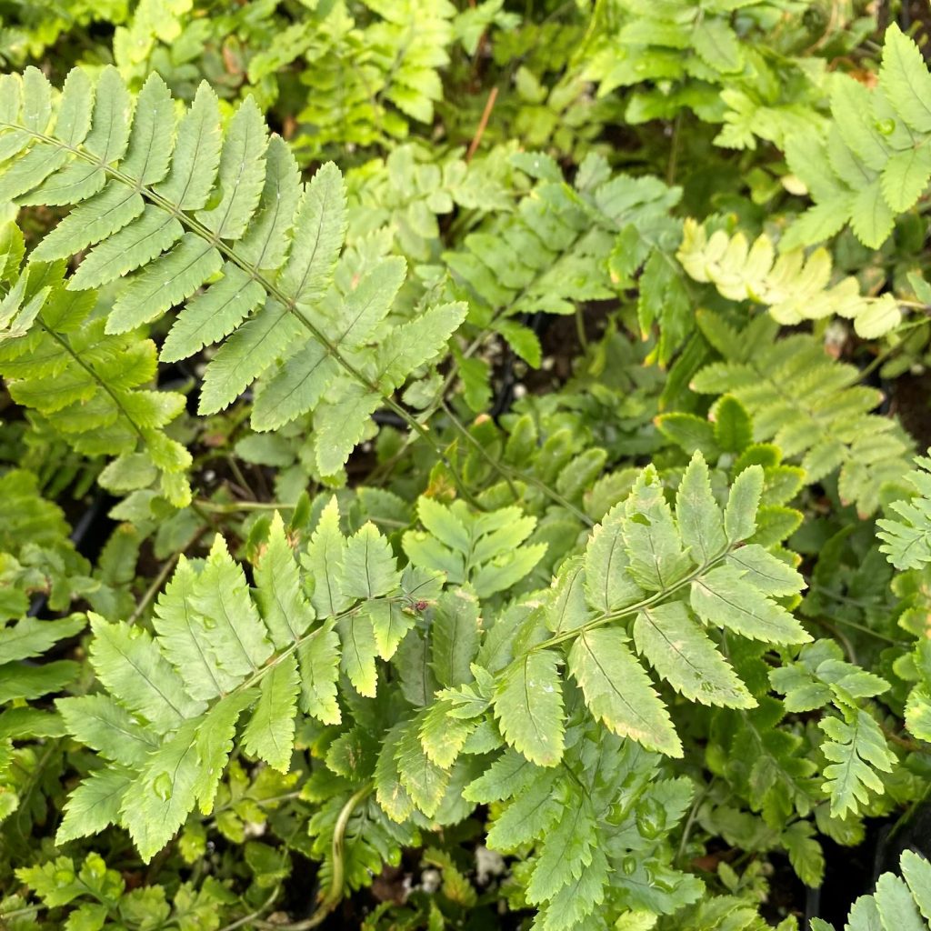 Dryopteris cycadina (Shaggy Shield Fern) - Cavano's Perennials