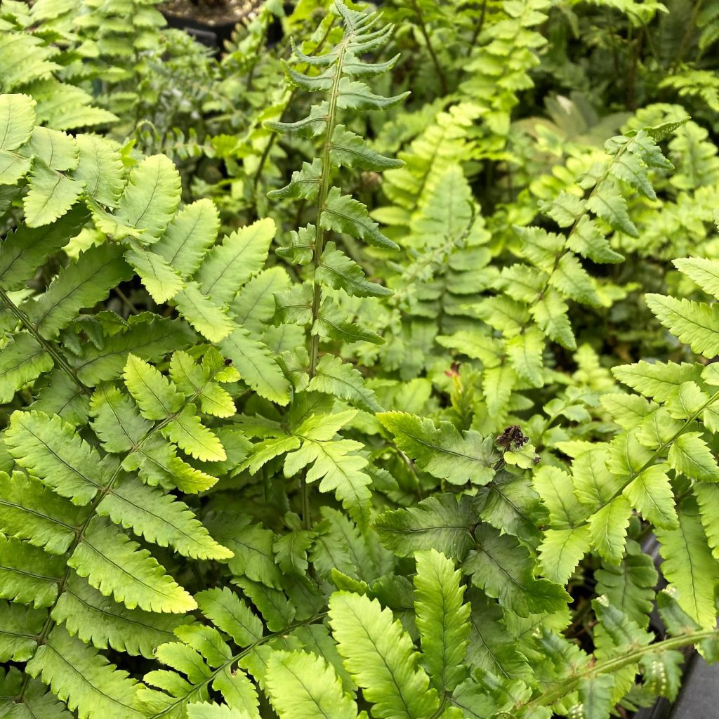 Dryopteris Cycadina (shaggy Shield Fern) - Cavano's Perennials