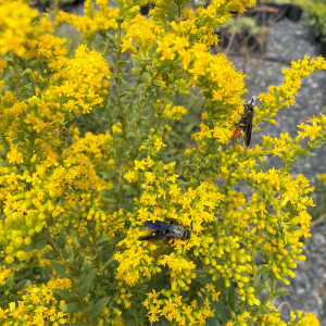 Solidago Solar Cascade has yellow flowers